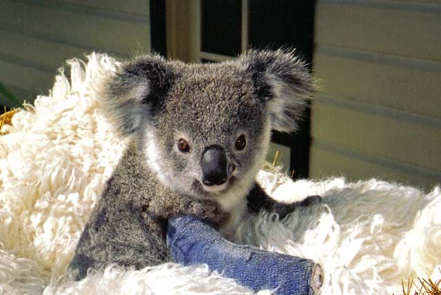 Koala - An iconic Australian animal.