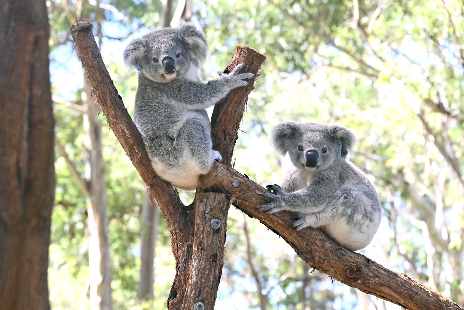 Koala - An iconic Australian animal.